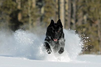 Image du chien policier « Baron » courant dans la neige