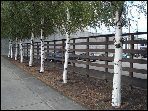 Image of some trees and a fence after being designed with Crime Prevention Through Environmental Design principles