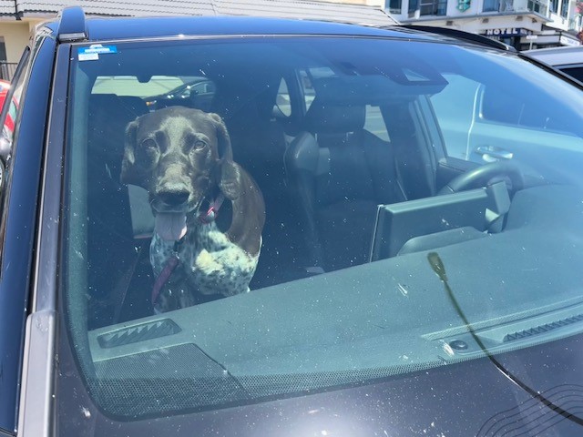 Panting dog in car