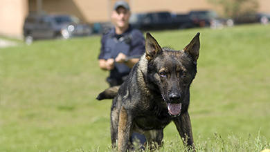 Police dog and handler