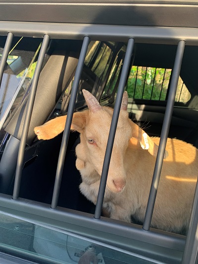 Goat in Custody