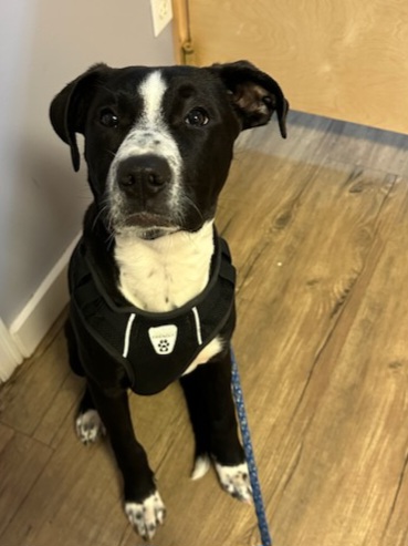 A black and white mixed breed dog