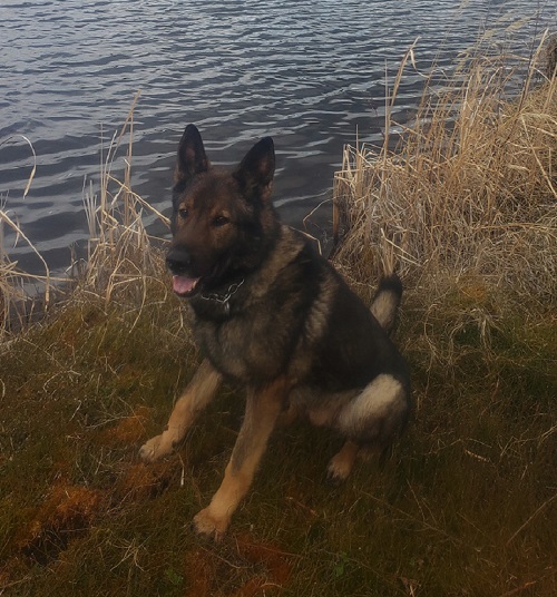 Le chien policier Hamer, un berger allemand, qui est assis près d’un lac.