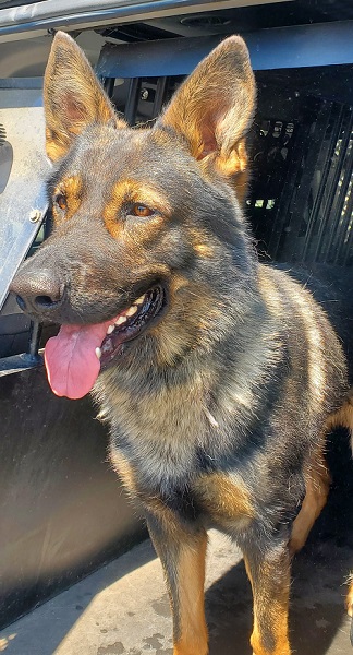 photo of police service dog phantom